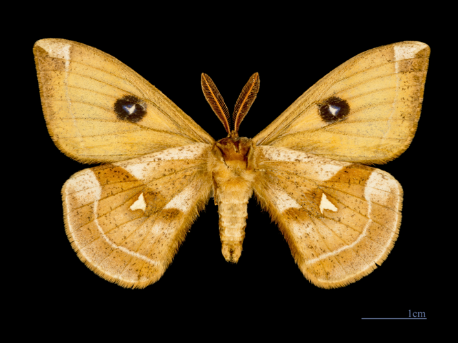 Aglia tau MHNT Male ventre.jpg © Didier Descouens