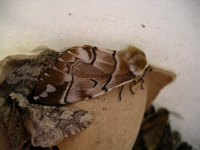 Endromis versicolora.jpg © D.Makavičius