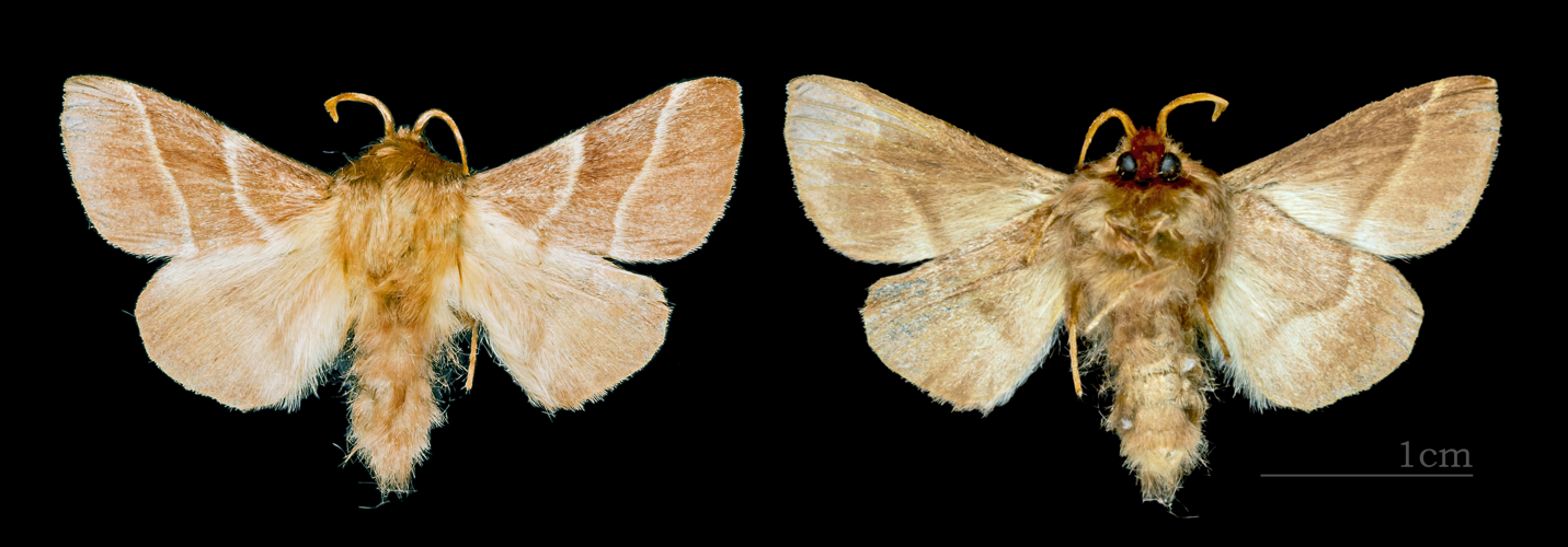 Malacosoma neustria MHNT CUT 2011 0 446 male Mussidan.jpg © Didier Descouens