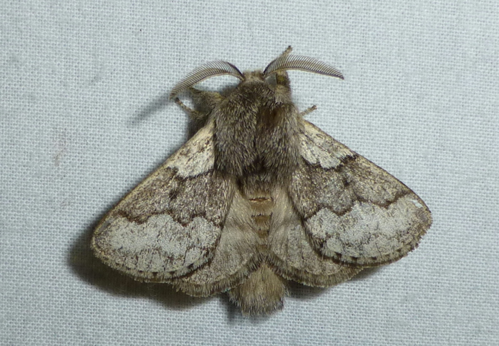 Trichiura crataegi.jpg © Lymantria