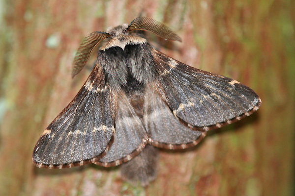 Poecilocampa populi01.jpg © Walter Schön