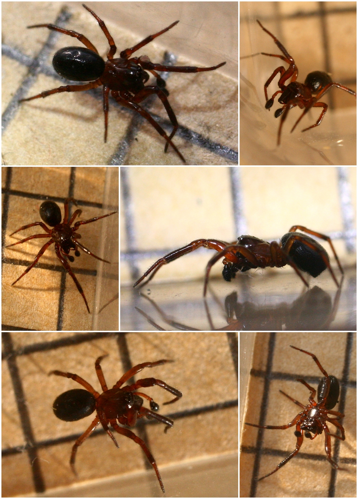 Enoplognatha thoracica male.jpg © Phil