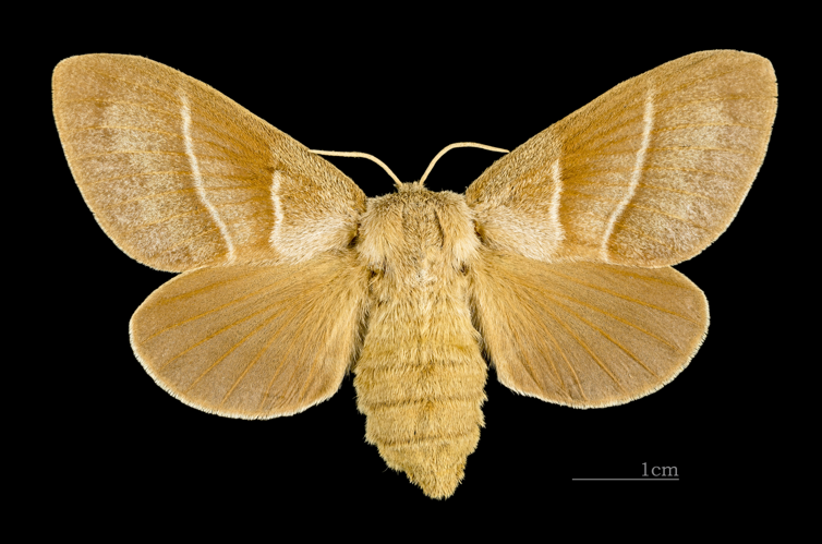 Macrothylacia rubi MHNT CUT 2011 0 446 female Mussidan dos.jpg © Didier Descouens