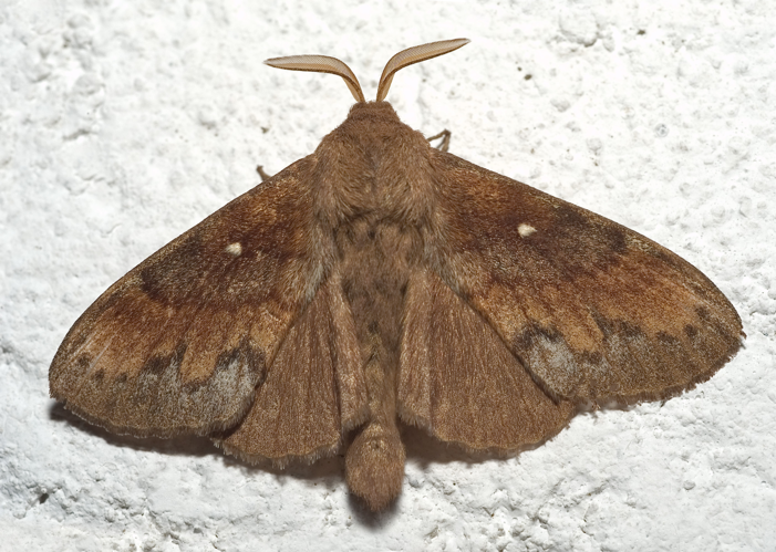 Dendrolimus pini01.jpg © Kulac