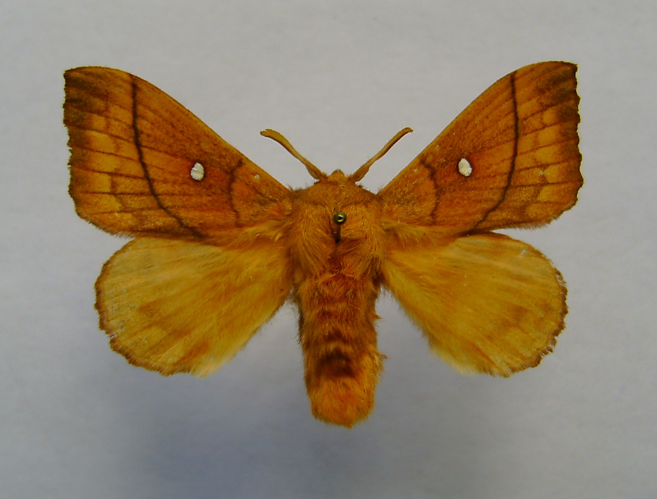 Odonestis pruni.jpg © Dumi