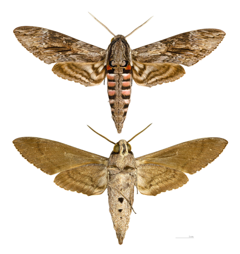 Agrius convolvuli MHNT.jpg © Didier Descouens