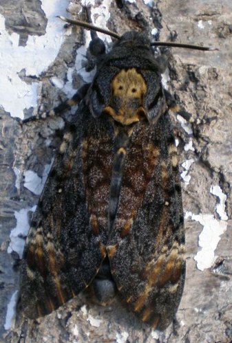 Acherontia atropos imago.jpg © Joan Carles Hinojosa