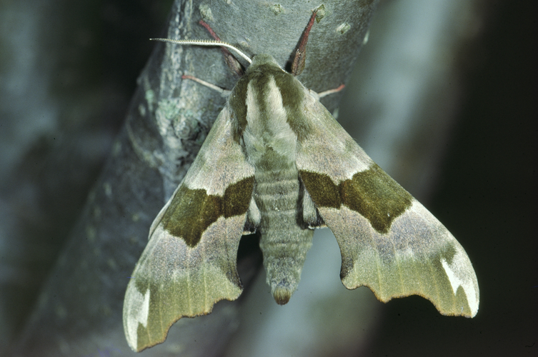 Mimas Tiliae 02.jpg © jean pierre Hamon