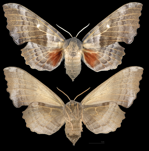 MHNT CUT 2010 0 359 Laothoe populi, Mont Pelvoux, France - female.jpg © Didier Descouens