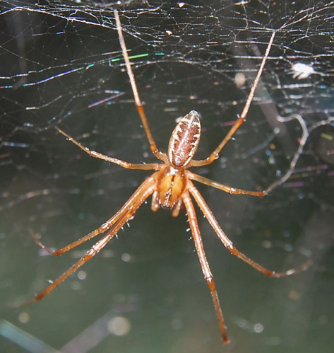 Linyphia triangularis M 070831.jpg © Rainer Altenkamp, Berlin