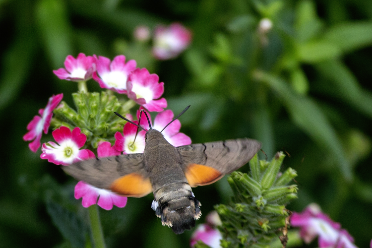 Macroglossum stellatarum02(js).jpg © Jerzy Strzelecki