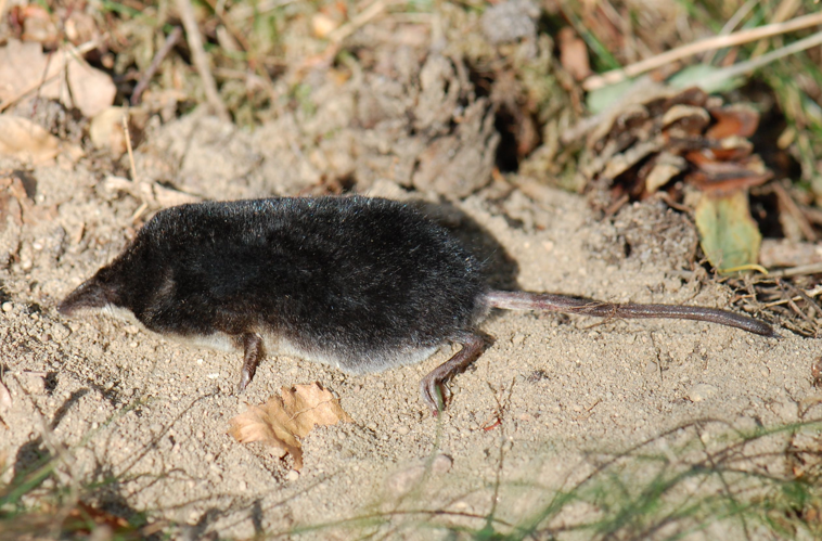 Neomys fodiens TF 090829.jpg © Accipiter (R. Altenkamp, Berlin)
