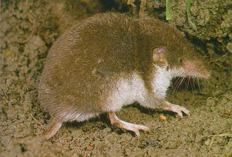 Crocidura leucodon.JPG © Dodoni