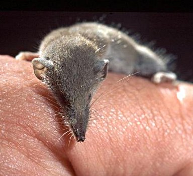Suncus etruscus crop.jpg © Materialscientist