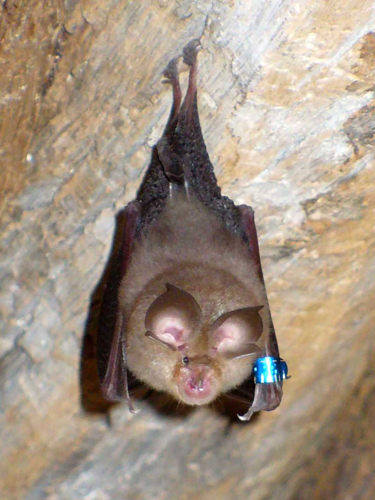 Bat(20070605).jpg © Lylambda (lylambda@gmail.com)