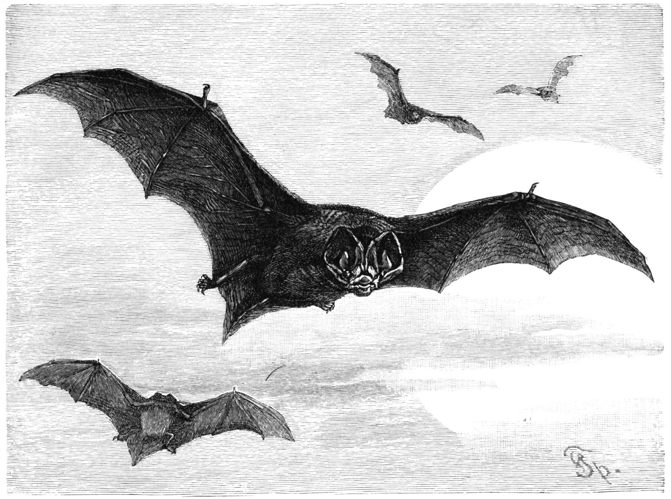 Mopsfledermaus-drawing.jpg © Petwoe