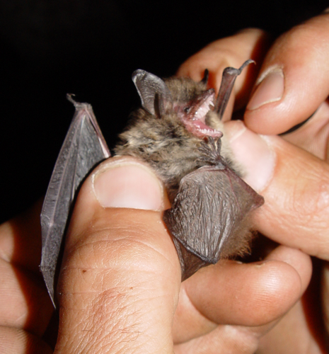 Myotis mystacinus.jpg © Mnolf