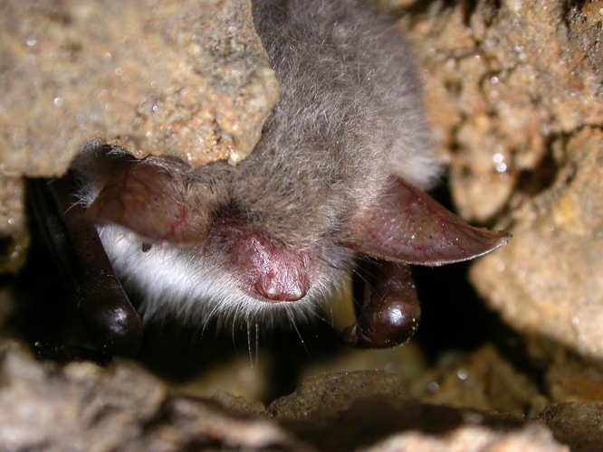 Myotis nattereri (2862347369).jpg © Gilles San Martin from Namur, Belgium