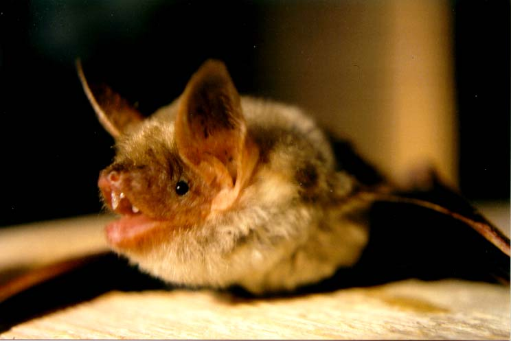 Myotis.jpg © Urheber: Manuel Werner, Germany, Wikipedia-Kontakt: http://de.wikipedia.org/wiki/Benutzer:Werner,_Deutschland