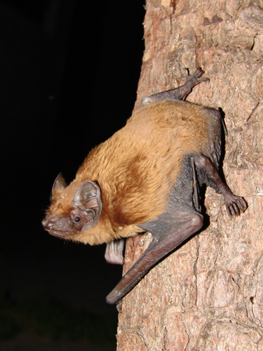 Nyctalus noctula.jpg © Mnolf