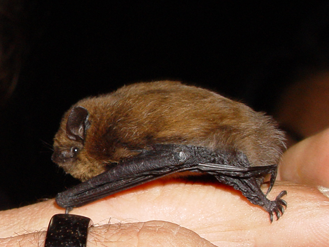 Pipistrellus pipistrellus lateral.jpg © Mnolf