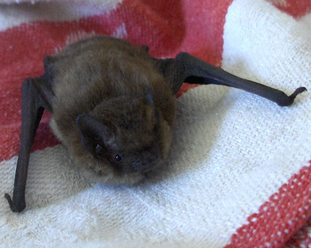 Pipistrellus pygmaeus.jpg © Magne Flåten