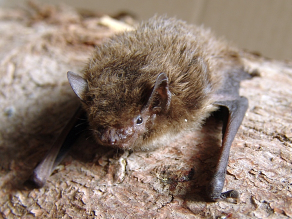 Pipistrellus nathusii.jpg © Mnolf