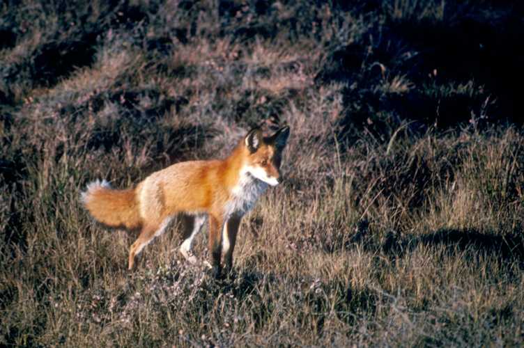 Vulpes vulpes standing.jpg © Thiele, Jim