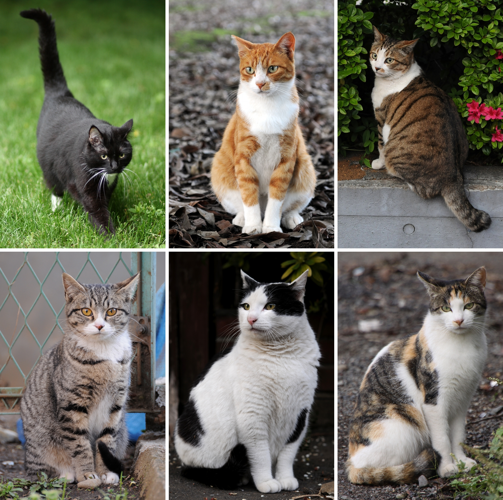 Collage of Six Cats-01.jpg © Caspian blue
