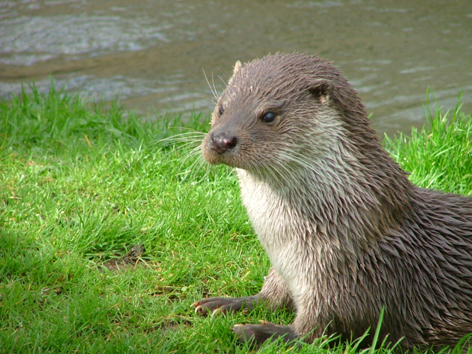 Otter in Southwold.jpg © Catherine Trigg