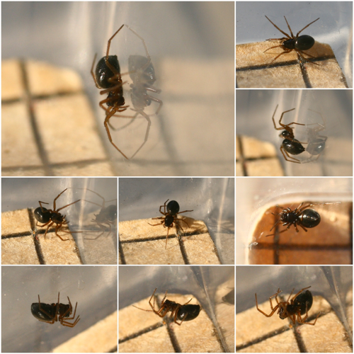 Erigone female (7024803639).jpg © Phil