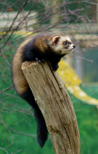 Storm the polecat.jpg © Peter Trimming