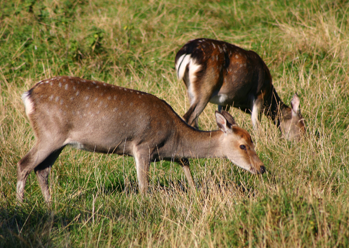 Sikahjort.jpg © Malene Thyssen