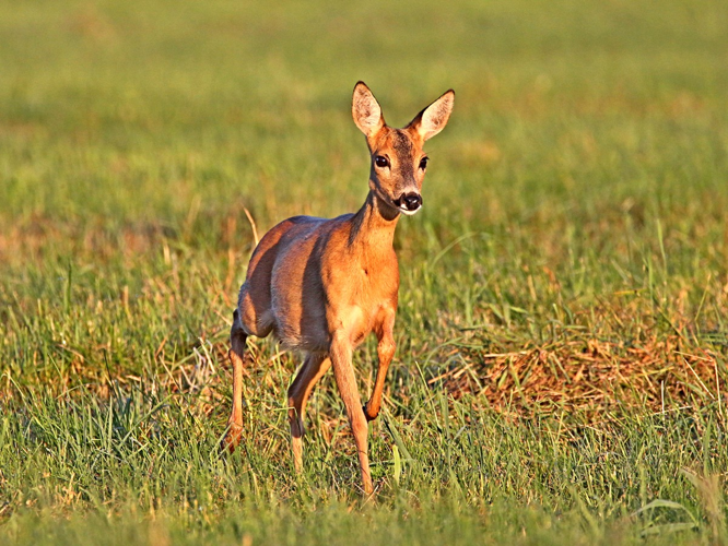 Reh EO5P1624-2.jpg © Mehlauge