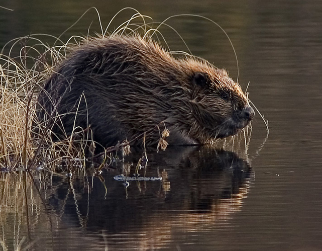 Beaver pho34.jpg © Per Harald Olsen