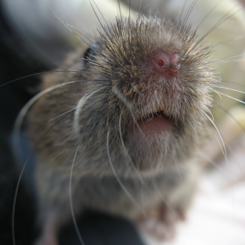 Field Vole by Bruce McAdam.jpg © Bruce McAdam