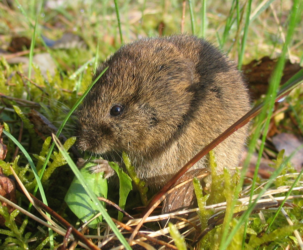 Feldmaus Microtus arvalis.jpg © Factumquintus