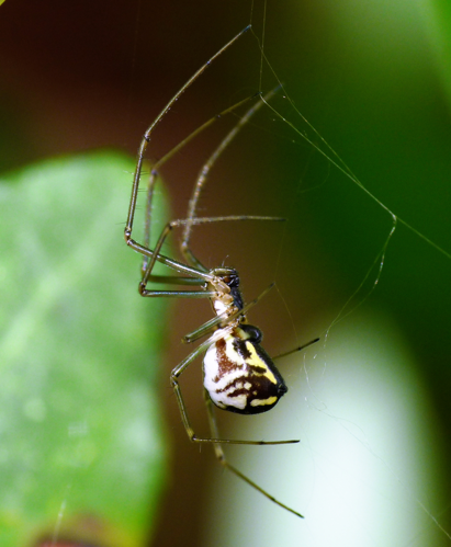Neriene radiata 1.JPG © Lucarelli