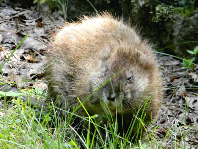 Muskrat Foraging.JPG © Jumpingmaniac