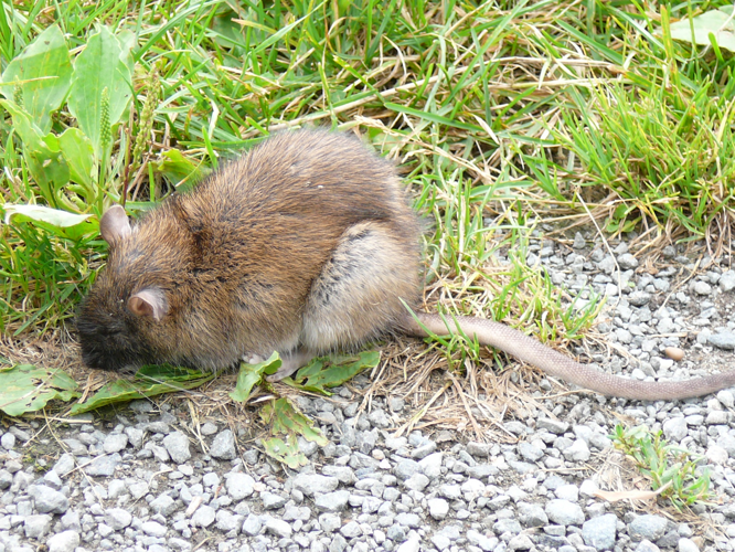 Rattus norvegicus-Rochefort.JPG © Salix