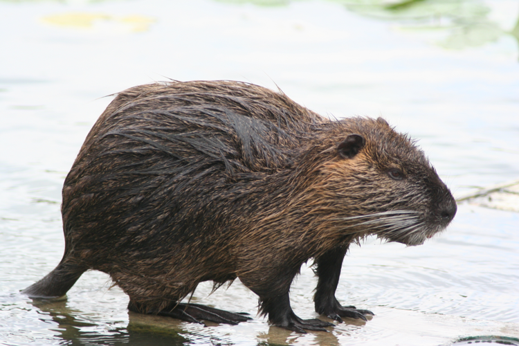 Myocastor coypus - ragondin.jpg © Philippe Amelant