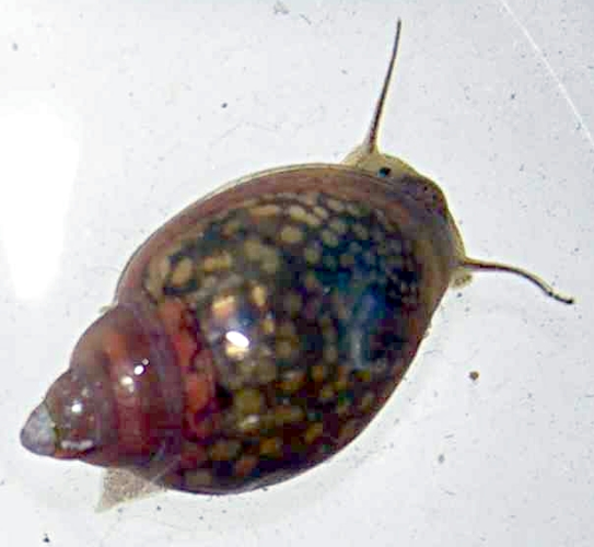 Physa acuta 001.JPG © N yotarou