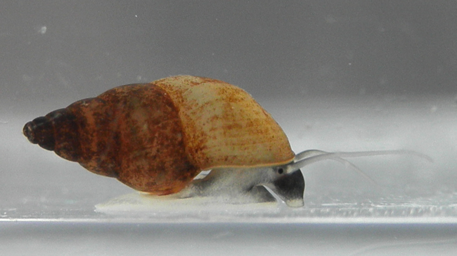 Potamopyrgus antipodarum 2.png © Michal Maňas