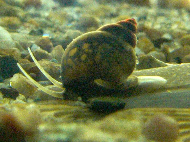 Bithynia tentaculata.jpg © Snek01