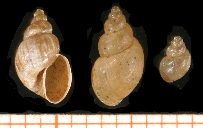 Galba truncatula.jpg © Francisco Welter Schultes, modified by Michal Maňas (User:snek01)