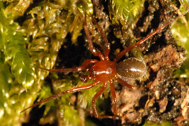 Gonatium.rubens.-.lindsey.jpg © James K. Lindsey