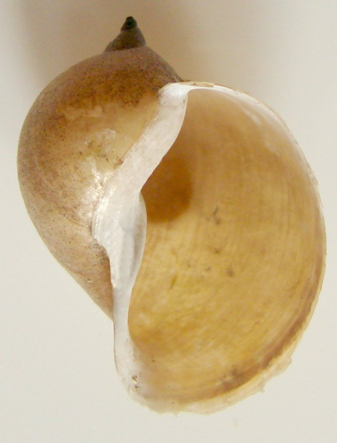 Lymnea auricularia1pl.jpg © Aung