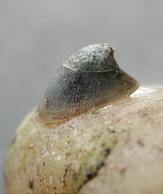 AF 40002 D Ancylus fluviatilis b.jpg © Mauro Mariani at Italian Wikipedia