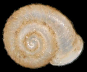 Vallonia costata shell.jpg © Francisco Welter Schultes