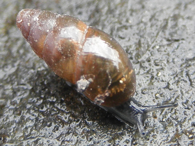 Cochlicopa lubrica 2.png © Snek01